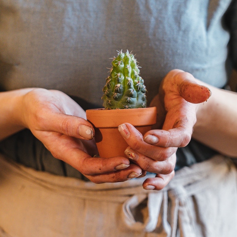 hands holding plant pot